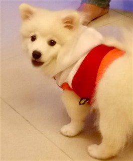 Pomeranian itching hot sale and scratching